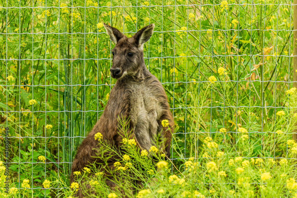 Obraz premium closeup of sitting red-necked wallaby Macropus rufogriseus animal farm.