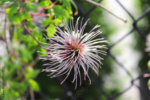 A ball of clematis flower tufts after blooming photo