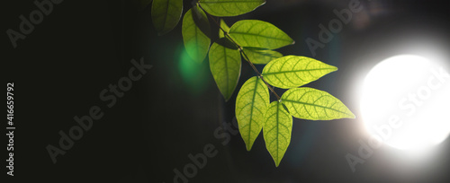 Translucent details of green leaves backlit with lighting at night