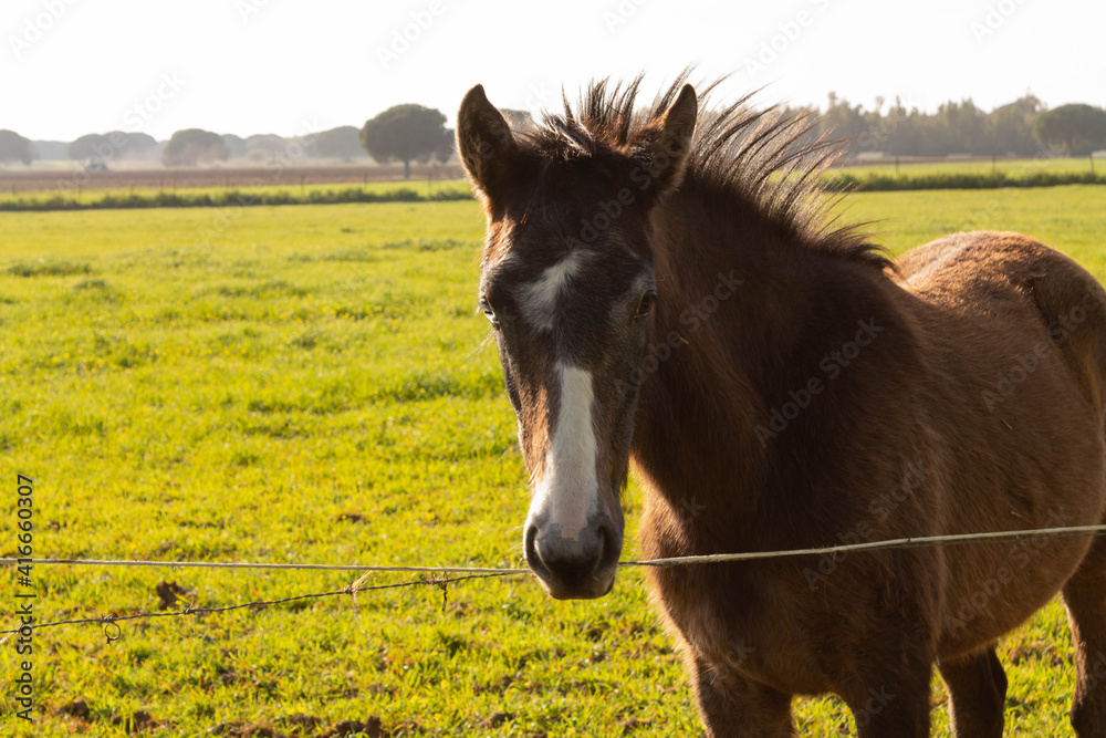 Obraz premium Portrait of a horse in the meadow