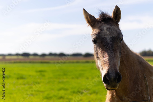 Portrait of a horse in the meadow
