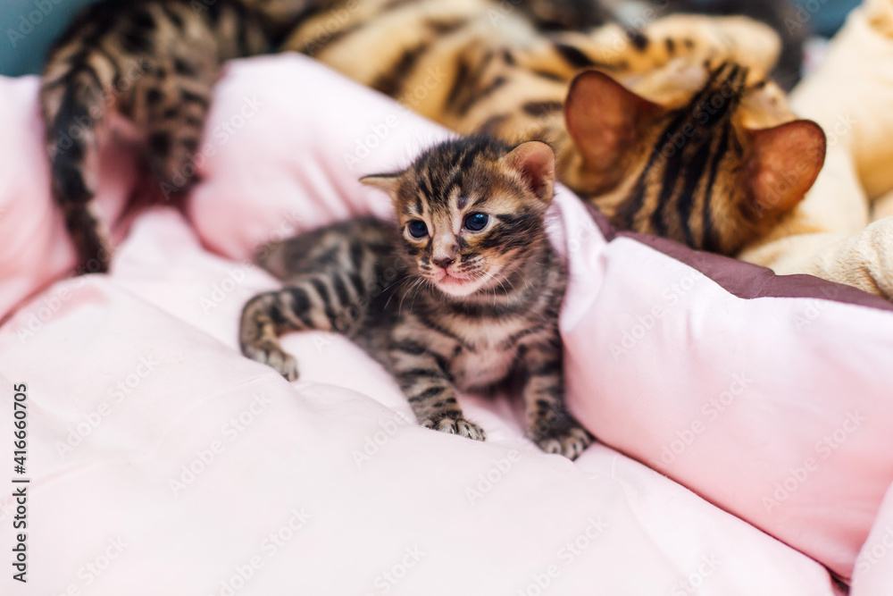 Closee-up Bengal newborn kittens on the pillow