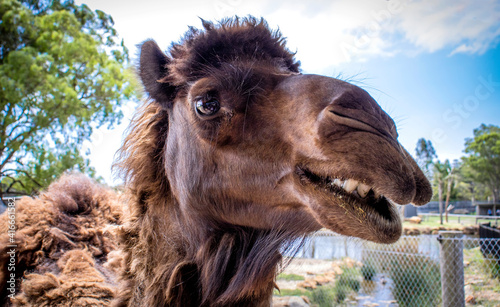 Tableau sur toile portrait of a camel