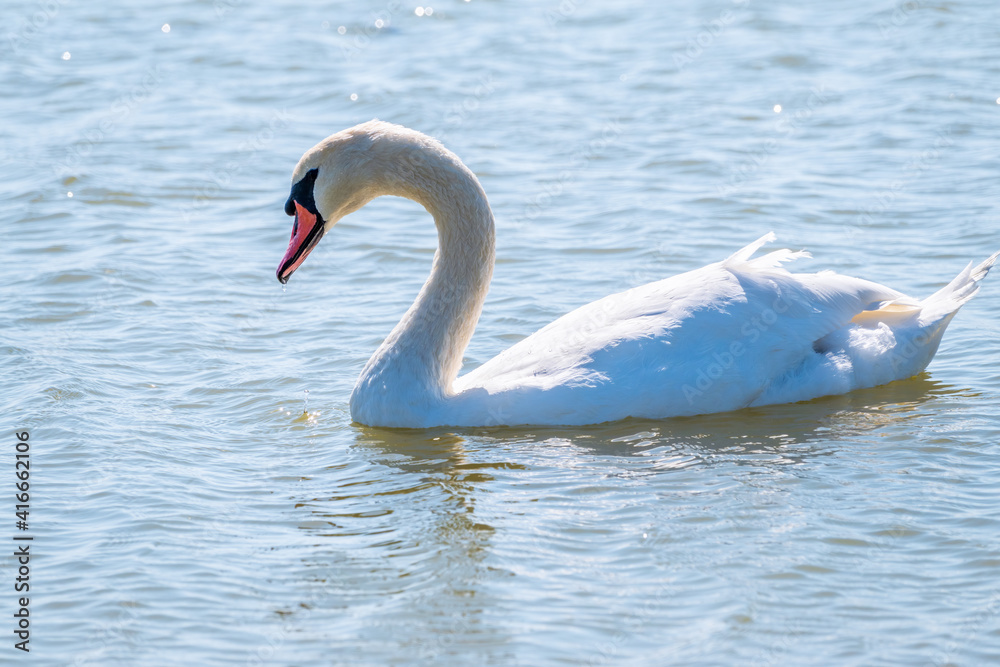 Obraz premium Graceful white Swan swimming in the lake, swans in the wild. Portrait of a white swan swimming on a lake.