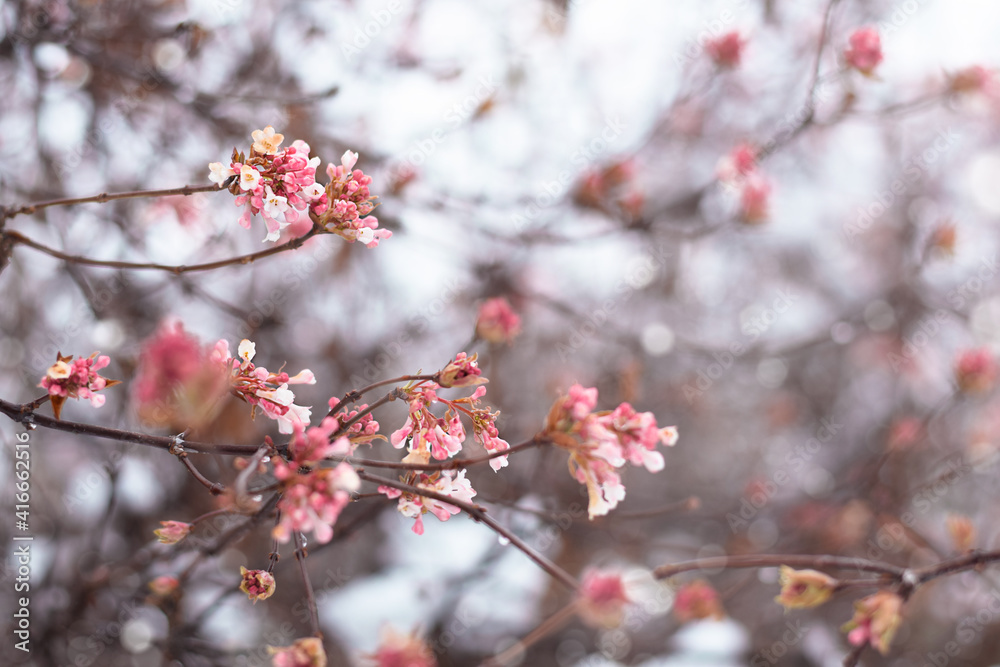 Tree branches with spring blossoms with copy space Tree branches with spring blossoms with copy space