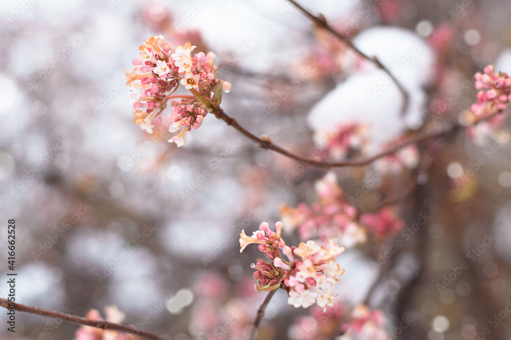 Tree branches with spring blossoms with copy space