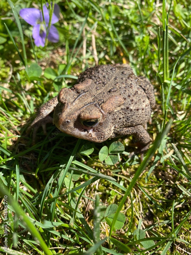 Fototapeta premium Toad