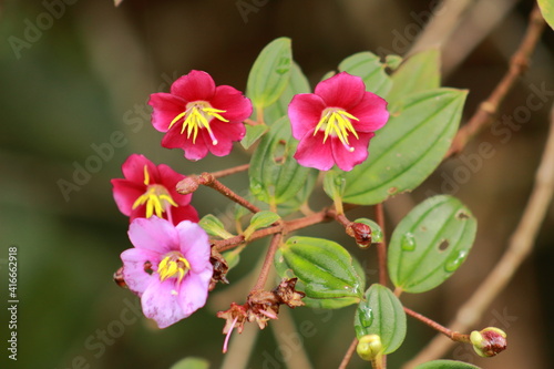 pink and yellow flowers