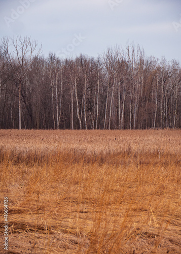 Tree line at prairie forest preserve