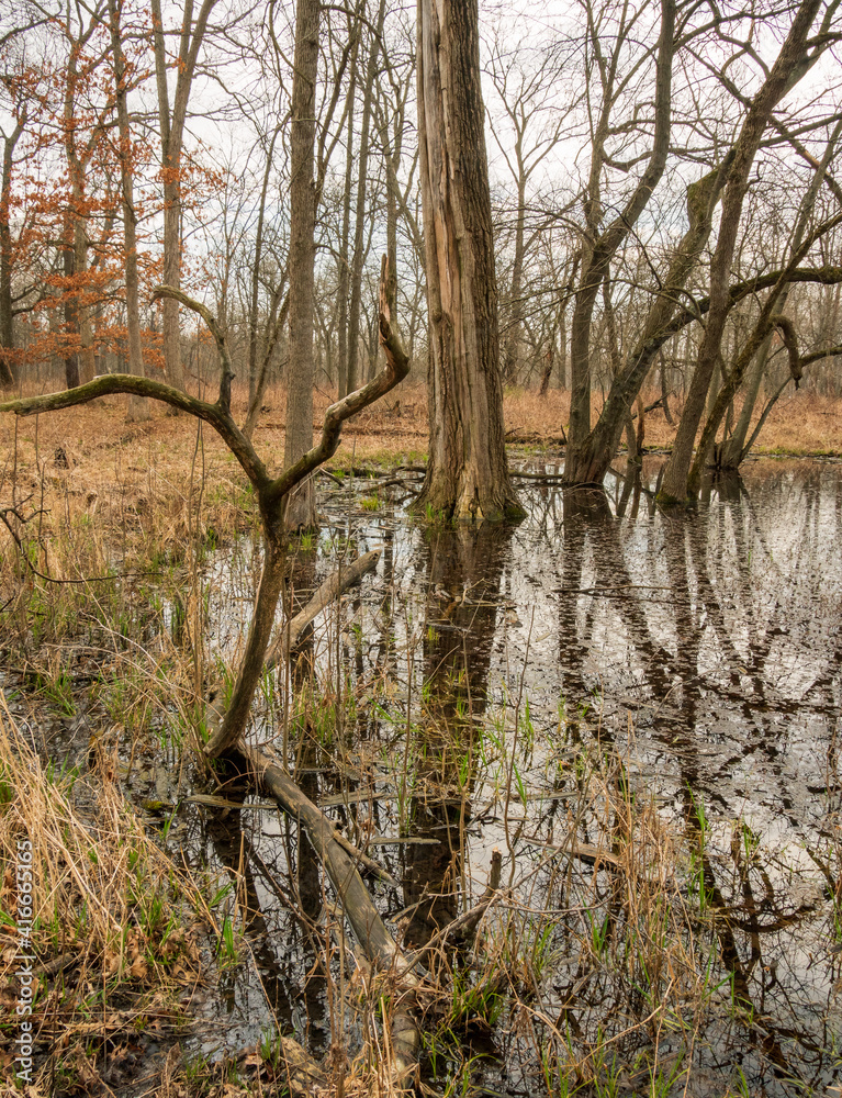 Spring trees in marsh