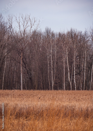 Tree line at prairie forest preserve