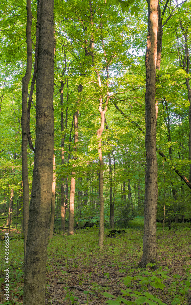 Naklejka premium Bright sun in a deciduous forest