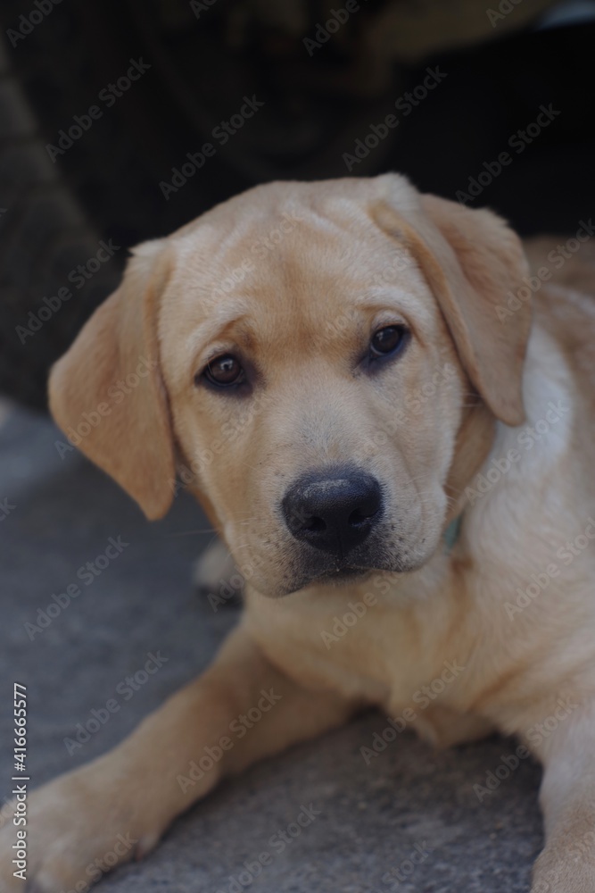 golden retriever puppy