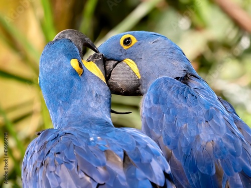 Two blue Macaw parrot tropical exotic birds perched together on a branch in nature, up close macro shot of wildlife animal with blue feathers.