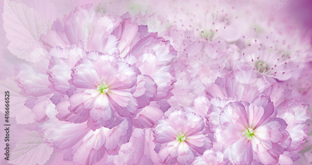 Pink  peonies  flowers. Floral background. Closeup. Greeting card. Nature.