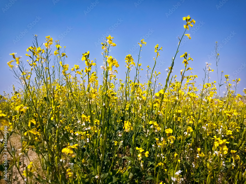 Yellow field rapeseed in bloom with blue sky Yellow field rapeseed in bloom with blue sky