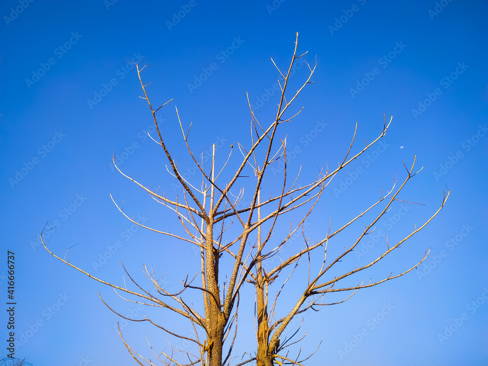 Looking up dry tree top, thin branches again clear blue sky Looking up dry tree top, thin branches again clear blue sky