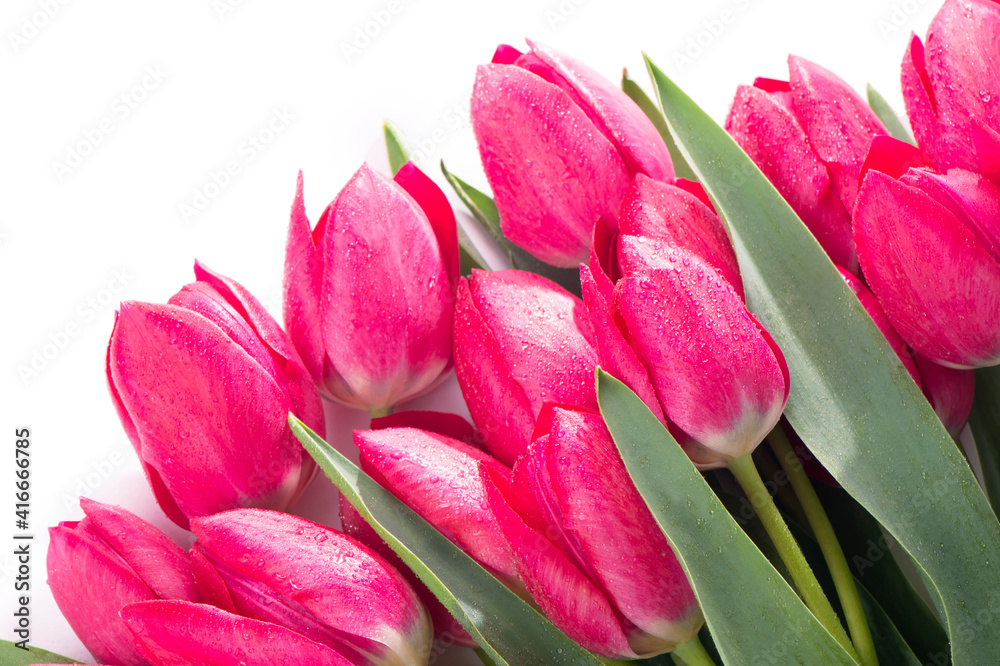Obraz premium Pink tulips bouquet isolated on white background.