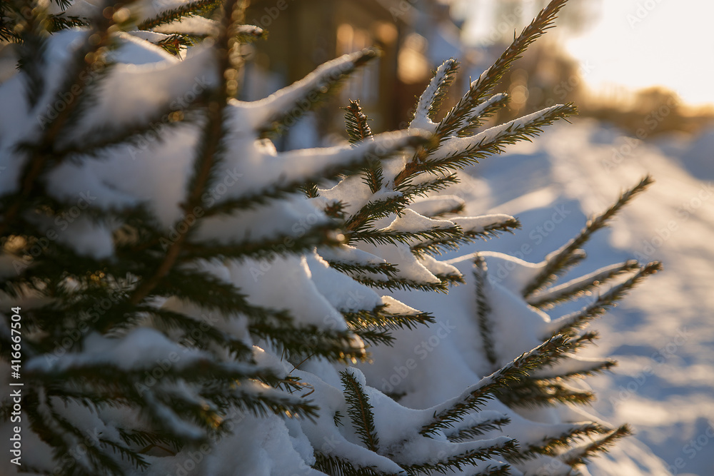 Snow-covered branches of spruce are illuminated by sunset sun Snow-covered branches of spruce are illuminated by sunset sun