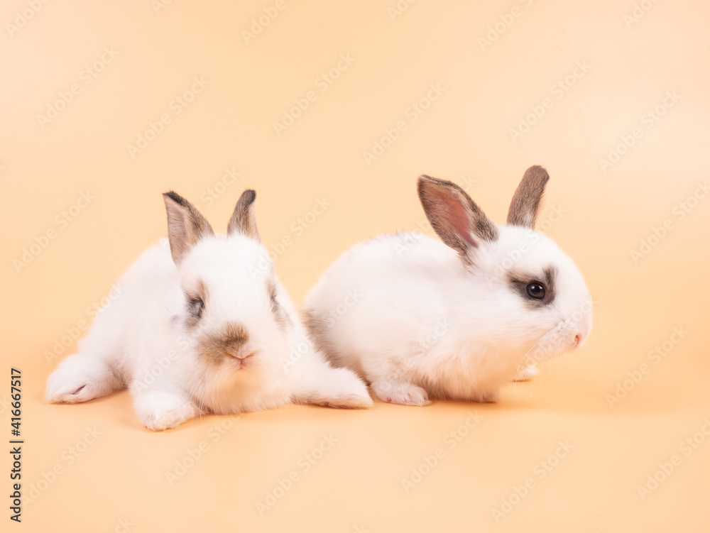 Two adorable white rabbits sitting on a yellow background. Two lovely rabbit sitting together Two adorable white rabbits sitting on a yellow background. Two lovely rabbit sitting together