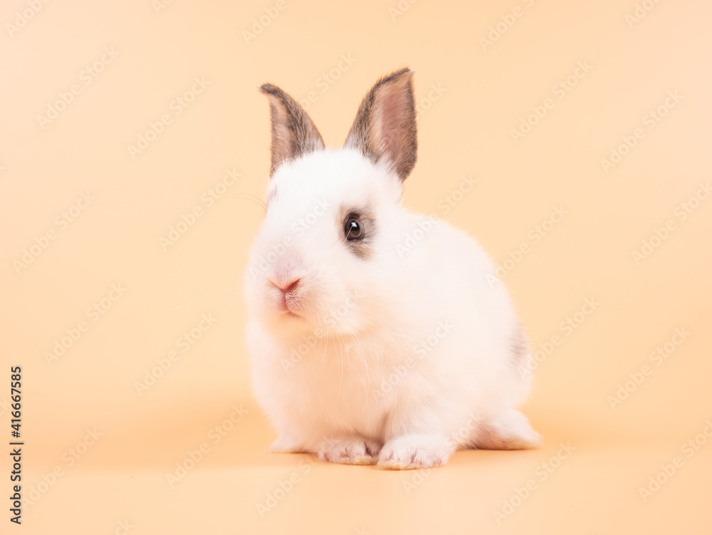 White adorable baby rabbit on yellow background. Cute baby rabbit. White adorable baby rabbit on yellow background. Cute baby rabbit.