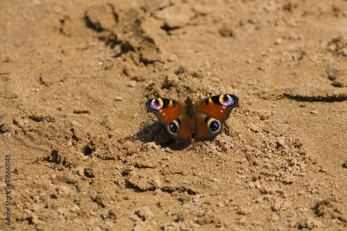 A beautiful butterfly descended on the sand