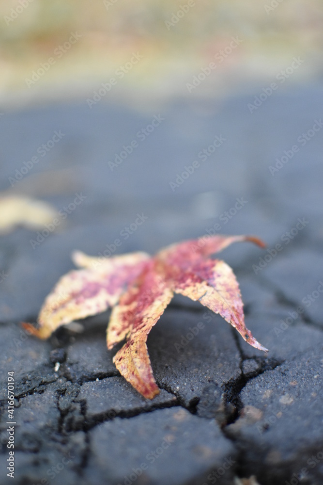 Hojas de Otoño