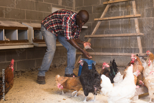 Portrait of african american male farmer with bucket feeding chickens at the farm