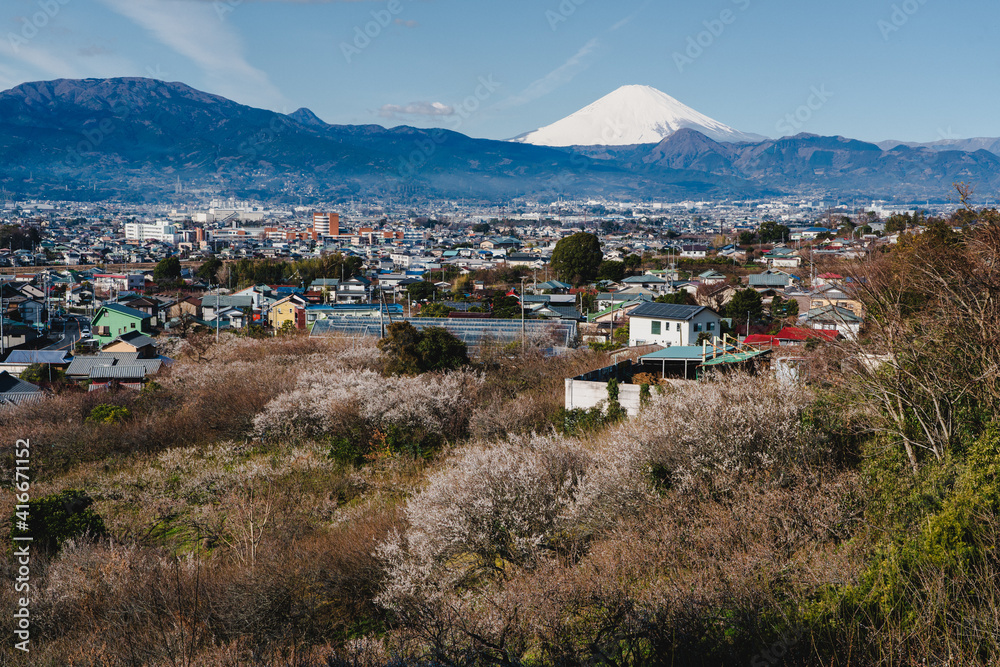 富士山と曽我の梅林