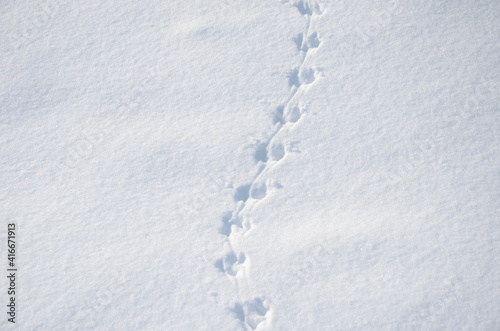 雪の上の足跡
