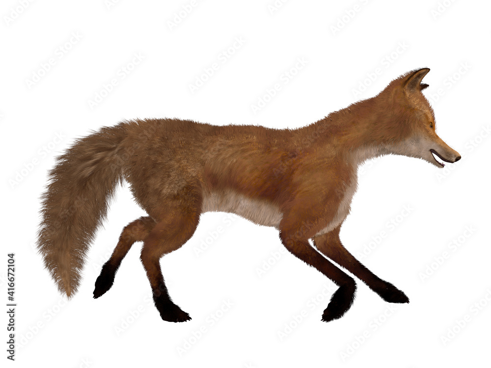 Fototapeta premium 3d illustration of an realistic fox