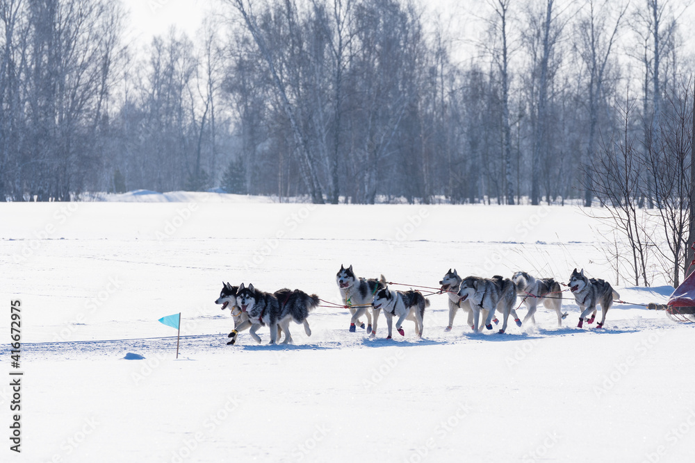 A sled of eight dogs runs through the woods. Northern sled dogs pull narth. A sled of eight dogs runs through the woods. Northern sled dogs pull narth.