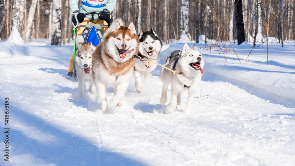 Siberian brown huskies pull the narth. Northern sled dogs in a harness. Siberian brown huskies pull the narth. Northern sled dogs in a harness.