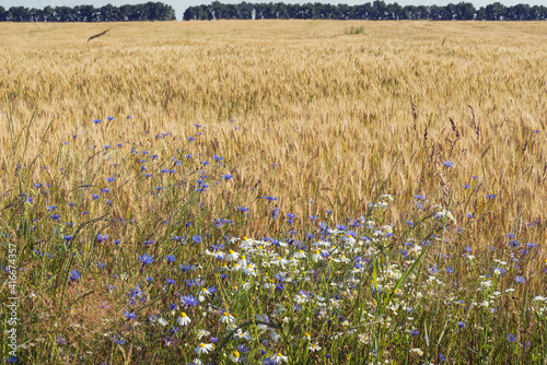 View of the field with young wheat in summer. In the foreground  we see beautiful wildflowers.