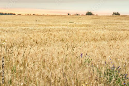 Sunrise scene on a field with young wheat in summer against a cloudy sky. Scenery.