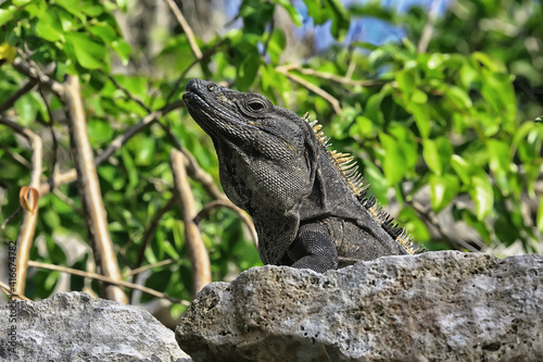 big iguana basking in the sun in mexico, animal yucatan © kichigin19