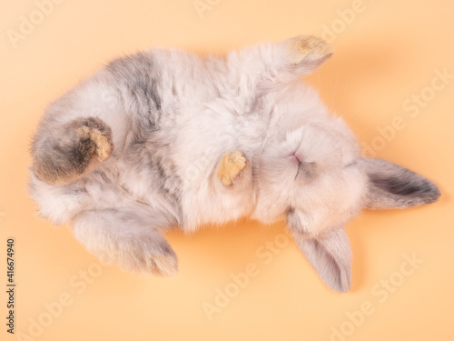 Gray adorable baby rabbit sleep on yellow background. Cute baby rabbit.