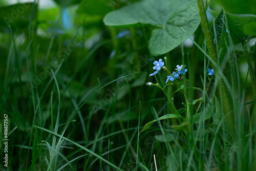 desktop Wallpapers on the theme of summer flowers