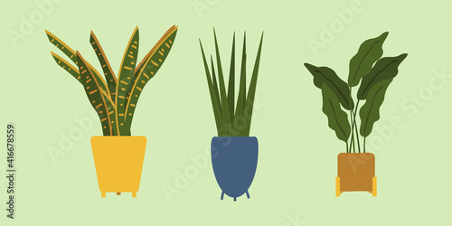 Decorative green houseplants in planters vector illustration. natural home decor and indoor houseplants. flat vector illustration.