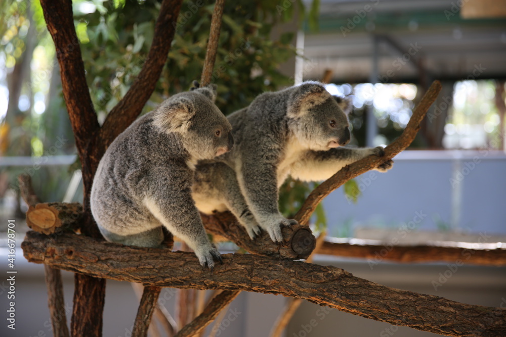 Naklejka premium koala bear sleeping on tree