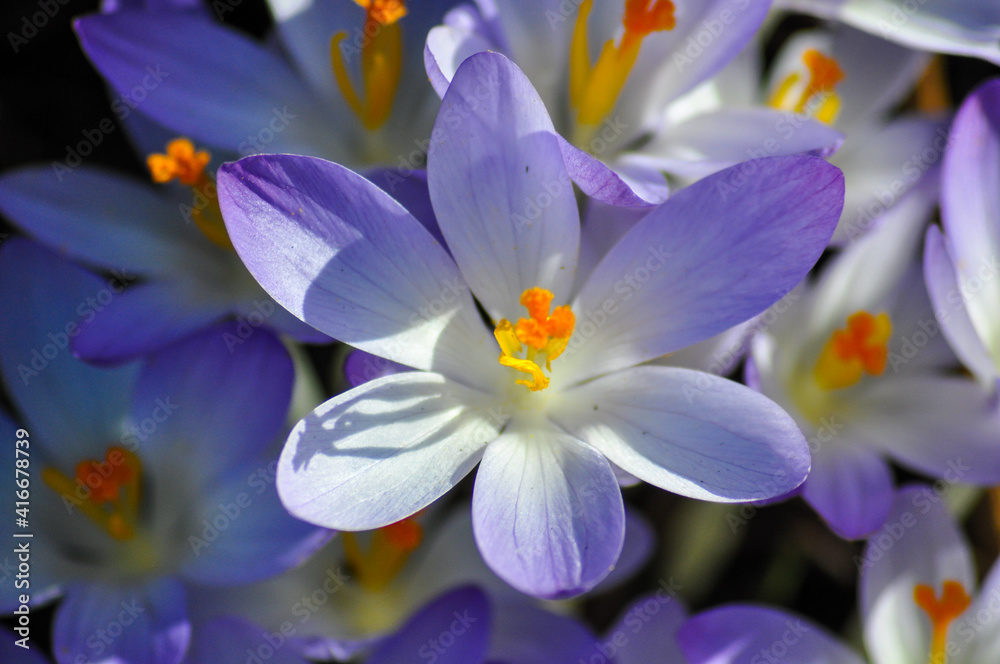 Blühende Krokusse im Frühling Blühende Krokusse im Frühling