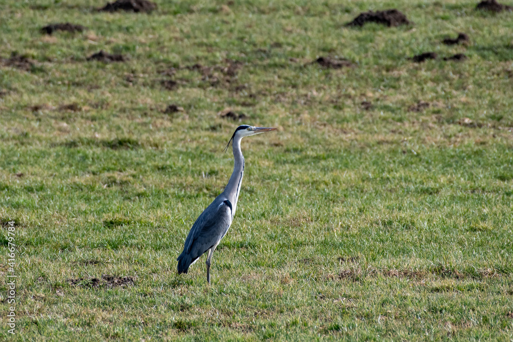 grey heron ardea cinerea standing in a meadow grey heron ardea cinerea standing in a meadow