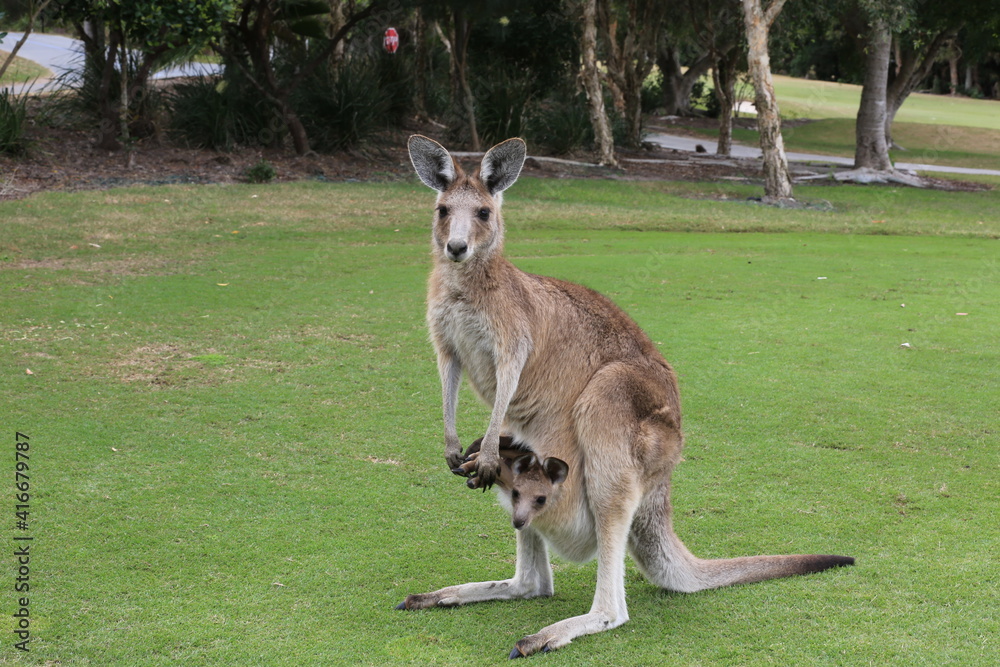 kangaroo and baby kangaroo and baby