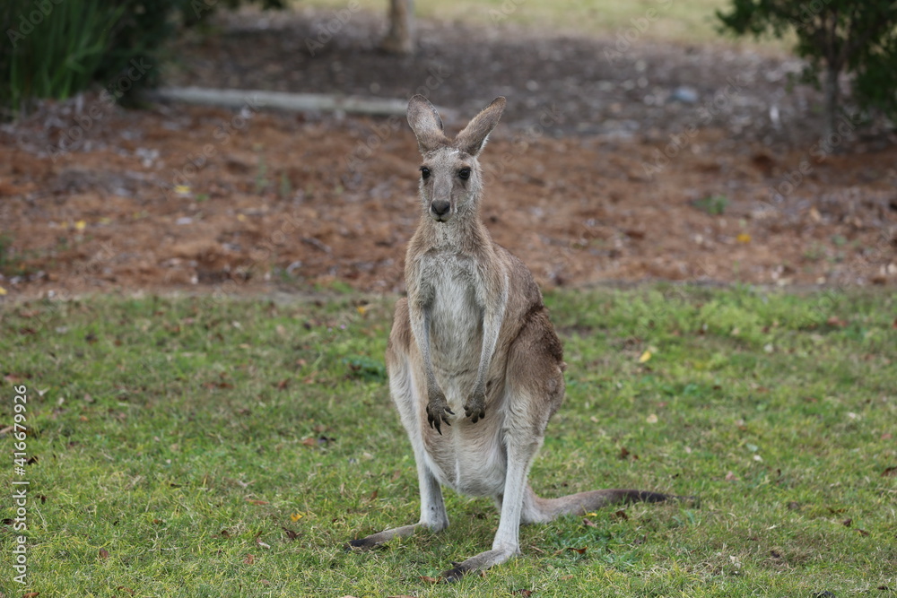 kangaroo in the grass