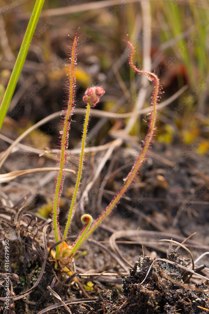 A single plant of Drosera spiralis in natural habitat close to Diamantina in Minas Gerais, Brazil A single plant of Drosera spiralis in natural habitat close to Diamantina in Minas Gerais, Brazil