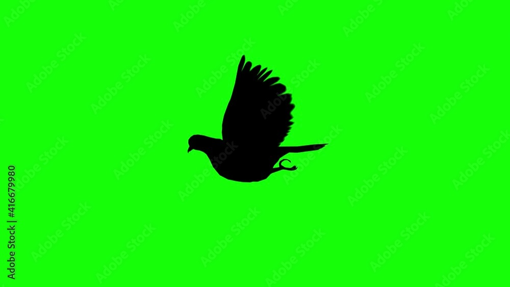 Silhouette of a pigeon flying flapping, on green screen, side view ...