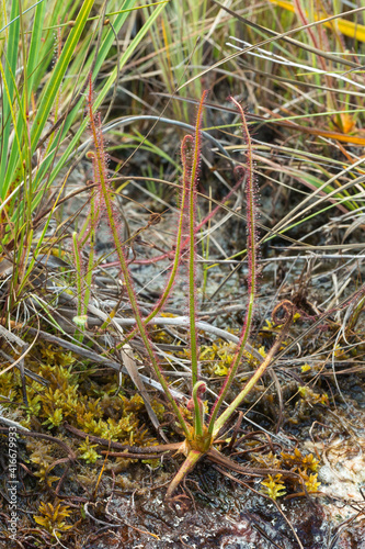 Close-up of a single plant of Drosera spiralis with flower bud seen close to Diamantina in Minas Gerais  Brazil