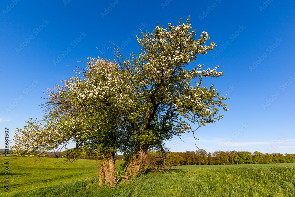 alter knorriger Apfelbaum