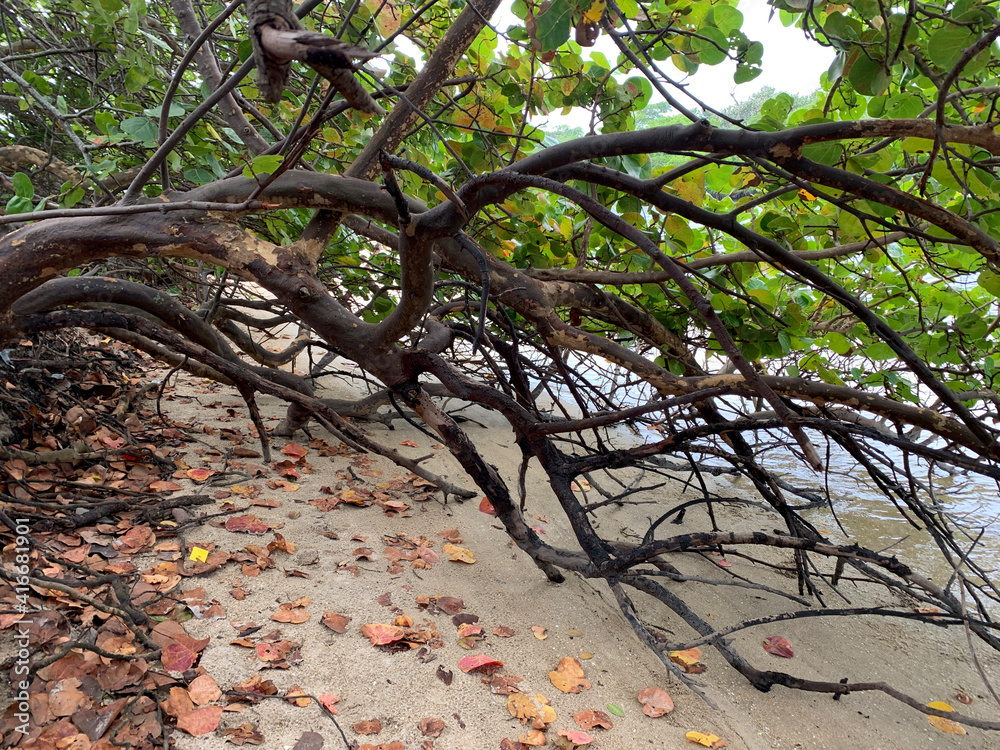 mangrove branches on the sandy shore mangrove branches on the sandy shore