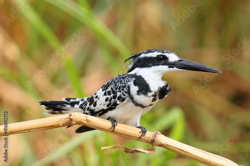 The pied kingfisher (Ceryle rudis) sitting on a reed by the river Nile.Big black and white kingfisher with greenbrown background. photo